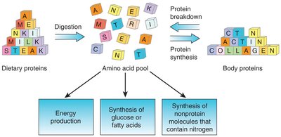 Amino acid pool and protein turnover