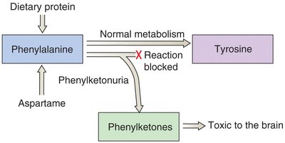 Phenylketonuria metabolic pathway