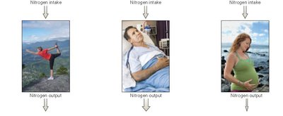 Nitrogen balance scenarios