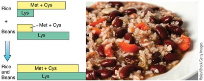 Rice and beans as complementary proteins