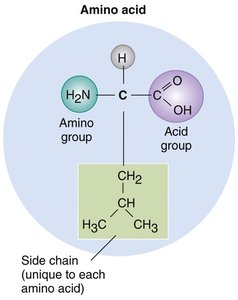 Amino acid structure diagram
