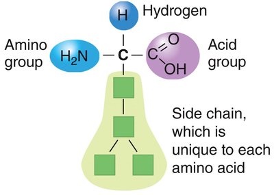Amino acid structure with labeled groups