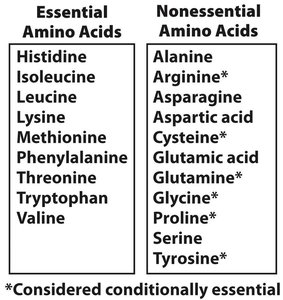 List of essential and nonessential amino acids