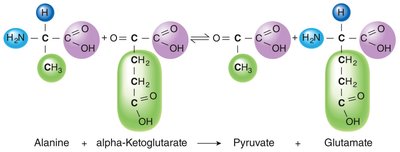 Transamination reaction diagram