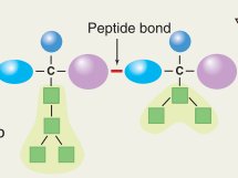 Peptide bond formation between amino acids