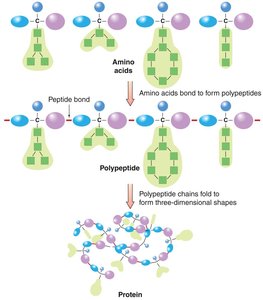 Polypeptide formation and protein folding