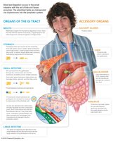 Lipid digestion and absorption
