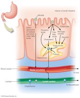 Absorption of dietary lipids