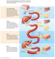 Lipoprotein transport and distribution