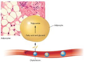 Adipocyte storing triglycerides