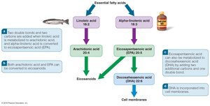 Metabolism of linoleic and linolenic acid