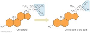 Cholesterol conversion to bile acid