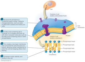Phospholipids and cholesterol in cell membranes