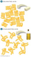 Saturated vs. unsaturated fatty acids in foods