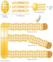 Structure of a triglyceride