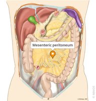 Mesenteric peritoneum and abdominal organs