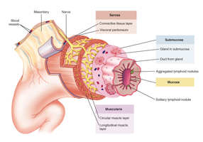 Layers of the digestive tract wall