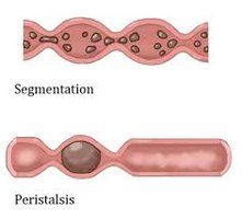 Segmentation and peristalsis