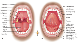 Structures of the mouth and oral cavity