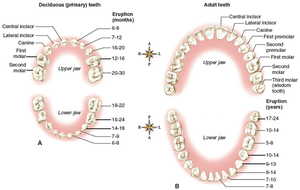 Deciduous and permanent teeth