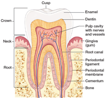 Tooth structure