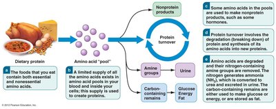 Fate of amino acids in the body