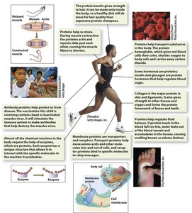 Roles of body proteins