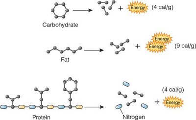 Protein, carbohydrate, and fat energy yield