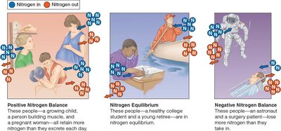 Nitrogen balance states