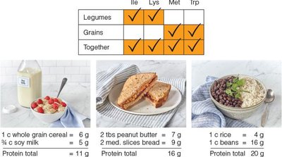 How complementary proteins work together