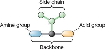 Structure of an amino acid
