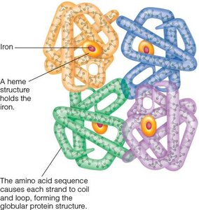 Hemoglobin structure