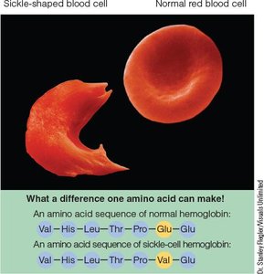 Sickle-cell vs. normal red blood cell