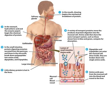 Protein digestion and absorption in the human body