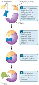 Coenzyme function of vitamins