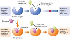 Diagram showing enzyme activation by coenzyme