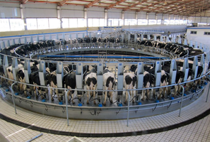 Industrial dairy farm, illustrating large-scale food production and related political issues