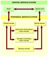 Diagram of central and peripheral nervous system divisions