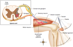 Diagram of the patellar reflex arc