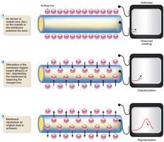 Diagram showing polarization, depolarization, and repolarization of a neuron membrane
