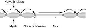Saltatory conduction along a myelinated axon