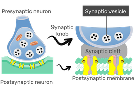 Diagram of a synapse showing neurotransmitter release