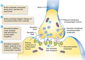 Detailed diagram of synaptic transmission steps
