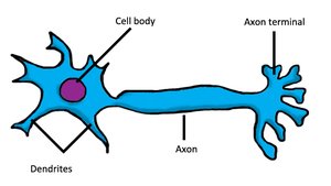 Labeled diagram of a neuron