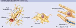 Types of central nervous system neuroglia: astrocyte, microglia, oligodendrocyte