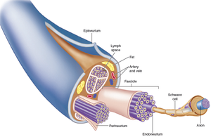 Cross-section of a nerve showing connective tissue coverings