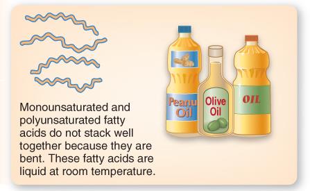 Monounsaturated and polyunsaturated fatty acids do not stack well and are liquid at room temperature
