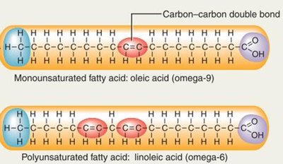 Monounsaturated and polyunsaturated fatty acid structures