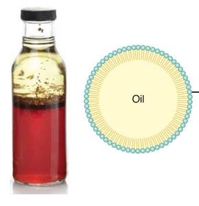 Oil and water emulsion, illustrating phospholipid function