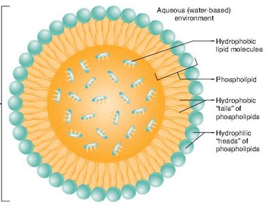Micelle structure showing phospholipid arrangement